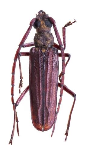 Nepiodes cognatus